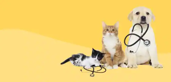 veterinary